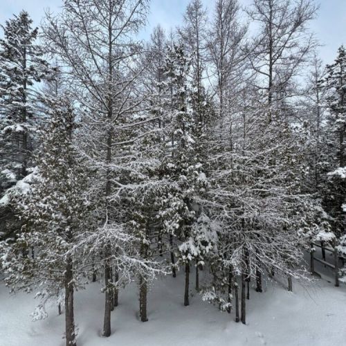 Step into a serene winter wonderland with snow-covered trees—perfect for snowshoeing, cross-country skiing, or a peaceful winter escape.