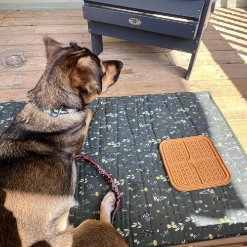 We are pet friendly.