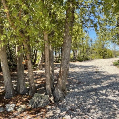 Shaded, tree-lined driveway welcoming you to the cottage