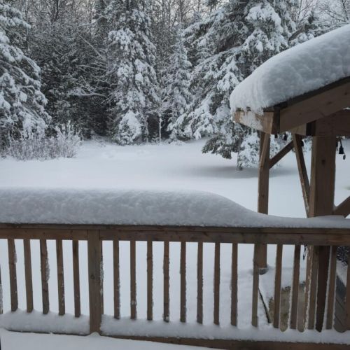 A fresh blanket of snow, towering evergreens, and absolute quiet — winter showing off right outside the door.
