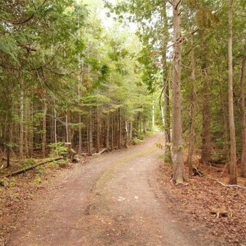 Private trail through the woods—great for walking, exploring, and enjoying nature.
