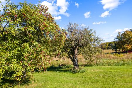 Enjoy the simple beauty of the homestead’s mature apple trees and peaceful rural surroundings.