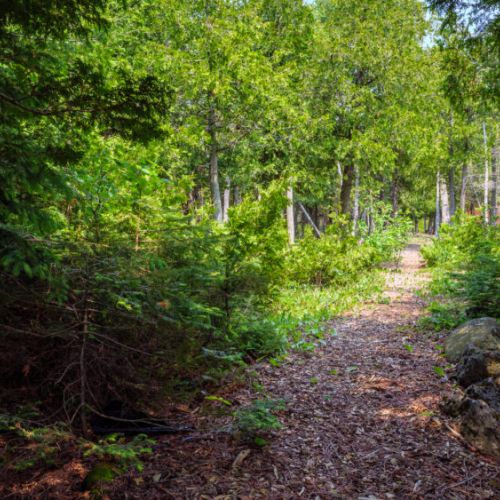 Walk one of the trails nearby!
