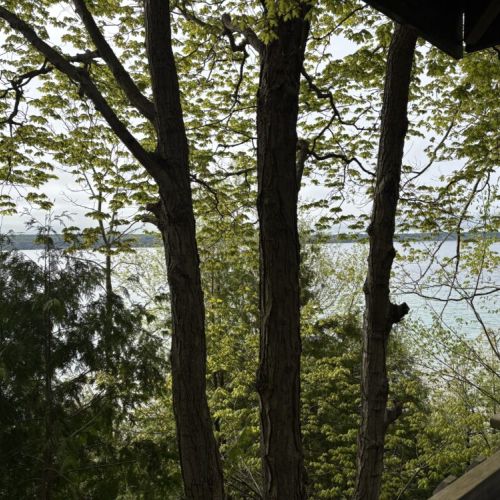 Scenic treetop perspective with glimpses of crystal-clear water through the forest canopy.