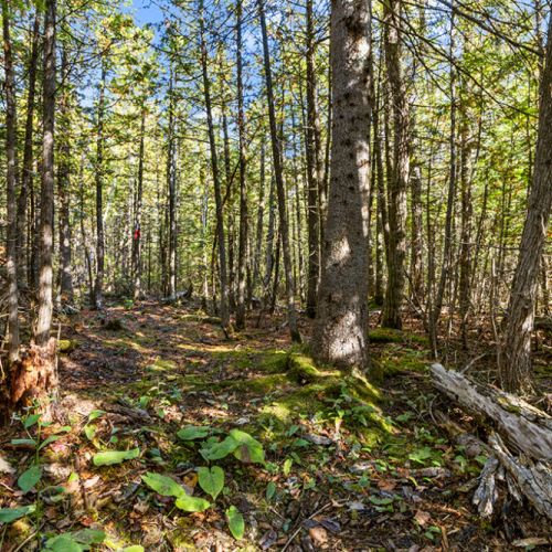 Explore your own private forest, where peaceful walking trails wind through the mature trees.