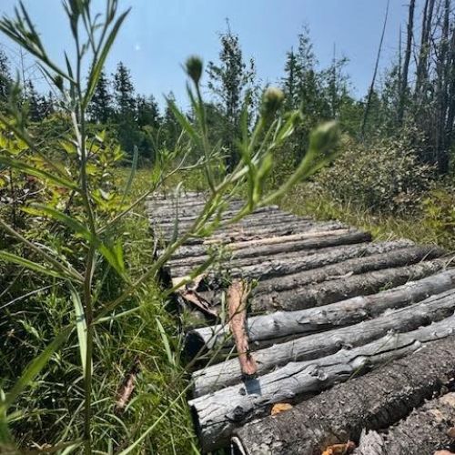 A rustic woodland path at Starry Night Retreat—where quiet trails lead you deeper into untouched forest and magic awaits just beyond the trees.