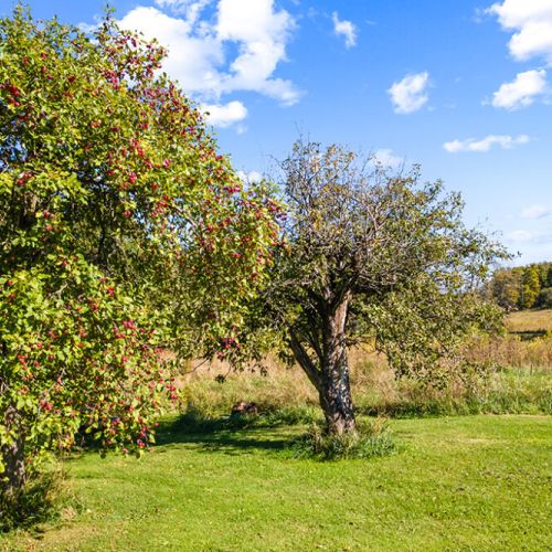Enjoy the simple beauty of the homestead’s mature apple trees and peaceful rural surroundings.