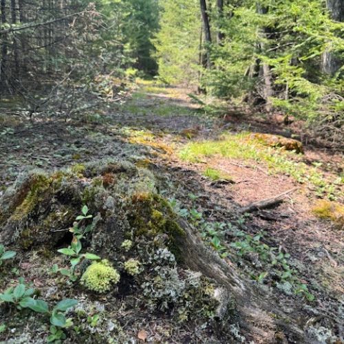 Soft moss, filtered light, and untouched wilderness—Starry Night’s forest trails invite you to slow down and breathe deeply.