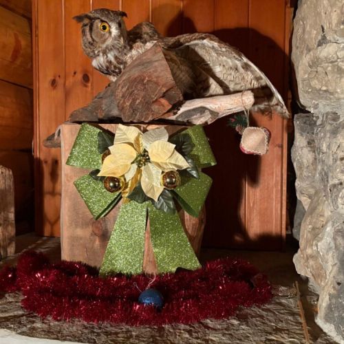 Woodland whimsy a festive owl watching over the lodge bringing a touch of northern magic indoors