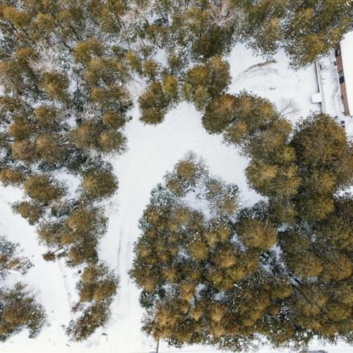 Bird’s-eye view showcasing the surrounding forest and peaceful natural setting