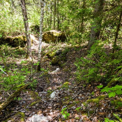 Wander through mossy forest paths and natural landscapes right outside your door—an authentic Peninsula experience grounded in simplicity and nature.