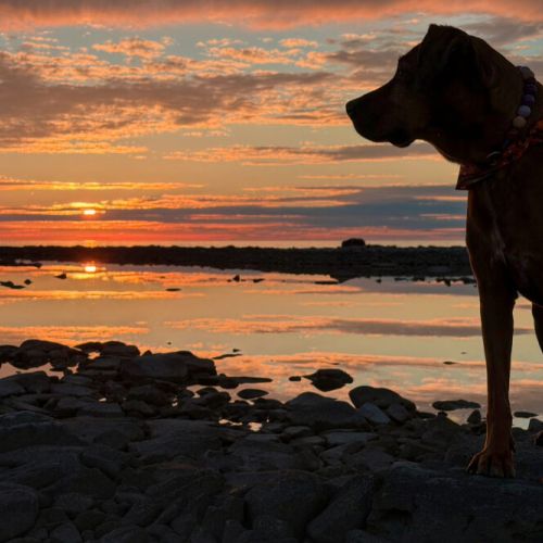 Pet Friendly: One of the best pet-friendly properties in Tobermory, loved by your furry friends.