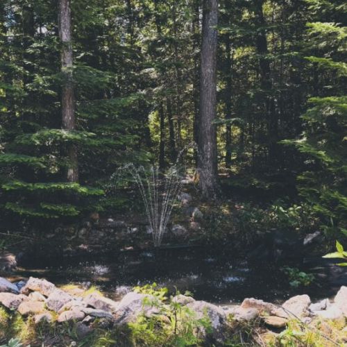 Nestled among the trees, our Zen Pond offers a serene setting for reflection, relaxation, and quiet connection with nature.