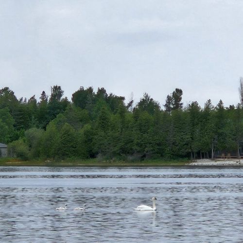 Calm waters and forested shoreline create the perfect backdrop for a restful getaway.