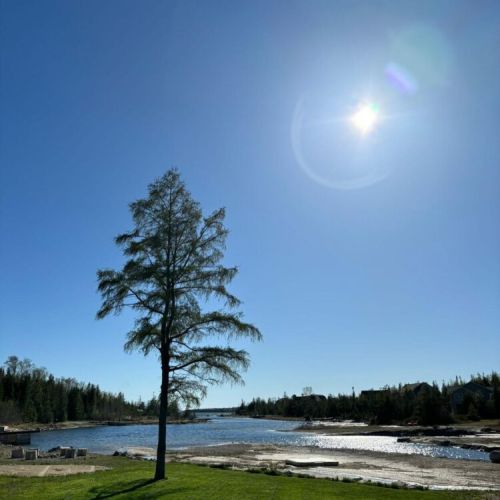 One lone Tamarac tree marks the spot where Charmgri-la is.