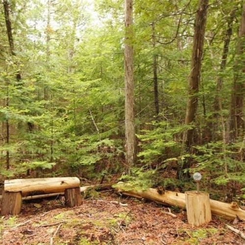 Peaceful wooded area with rustic seating—perfect for quiet moments in nature.