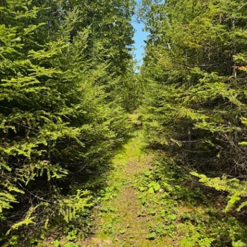 A serene evergreen corridor on the private trails of Starry Night—perfect for quiet walks and wanderings.