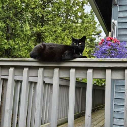 Four-legged guests are just as welcome here, with plenty of cozy spots to relax and explore.